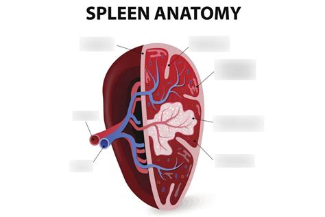 Structure And Function Of The Spleen Diagram Quizlet