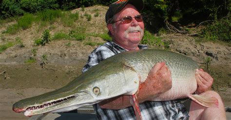 Alligator Gar Are Texas Anglings Rising Star Houston Chronicle