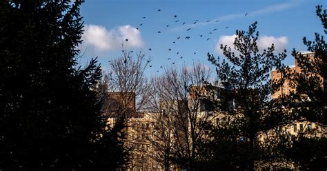 How New York City’s Trees and Shrubs Help Clear Its Air | The Sun Bulletin