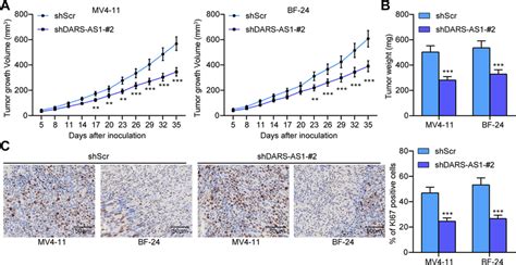 Knockdown Of Dars As1 Inhibits Aml Cell Growth In Vivo Mv4 11 And