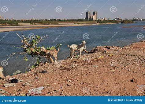 The Goat In The Small Village On Nile River Khartoum Sudan Editorial