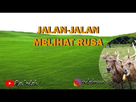 Melihat Rusa Di Penangkaran Rusa Cariu Bogor YouTube