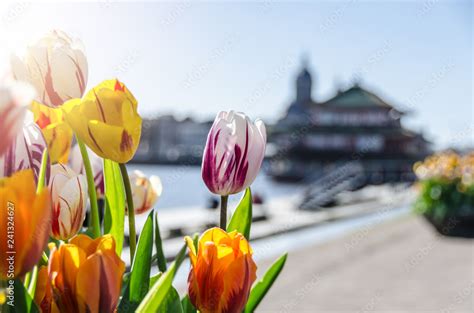 Tulips in Amsterdam Stock Photo | Adobe Stock