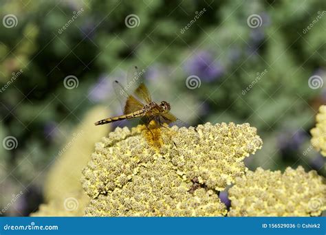 Macro Abstract View Of A Dragonfly Perched On A Yellow Yarrow Plant