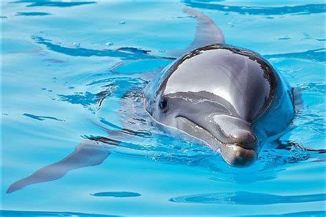 Loro Parque Live – Dolphins - zoosmedia