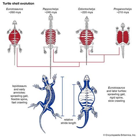 Odontochelys semitestacea | fossil turtle | Britannica