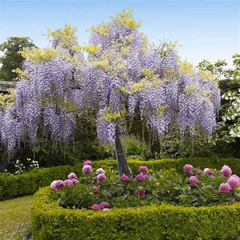 How To Grow And Care For Wisteria Gardeners Path