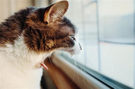 Premium Photo Funny Cat Meme Gray Cat With Open Mouth He Looks