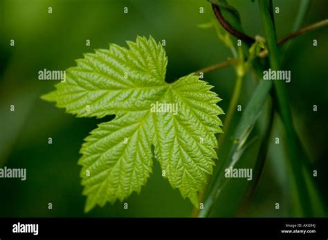 Hop Leaves Hi Res Stock Photography And Images Alamy