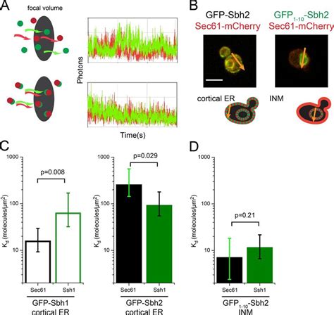 FCCS With Split GFP Reveals Novel INM Complex A Principle Of FCCS Is