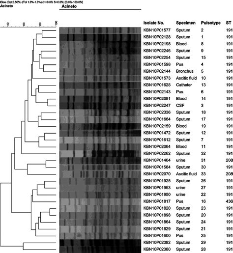 Dendrogram Showing 33 Pulsotypes Obtained By Pulsed Fi Eld Gel