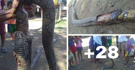 Snake V Snake Highly Venomous Cobra Swallows A Python Whole Before