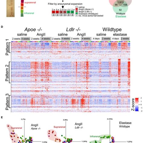 Proteomic Profiling Of Three Aaa Models A Gross Image Of Artery And