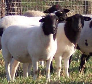 Dorper Sheep Breed Information, History & Facts - RaisingSheep.net