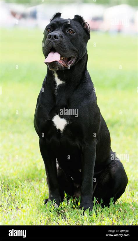 Cane Corso Dog Sitting On Green Grass Stock Photo Alamy