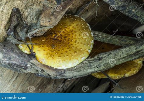 Fungo De Mel Do Mellea Do Armillaria Imagem De Stock Imagem De