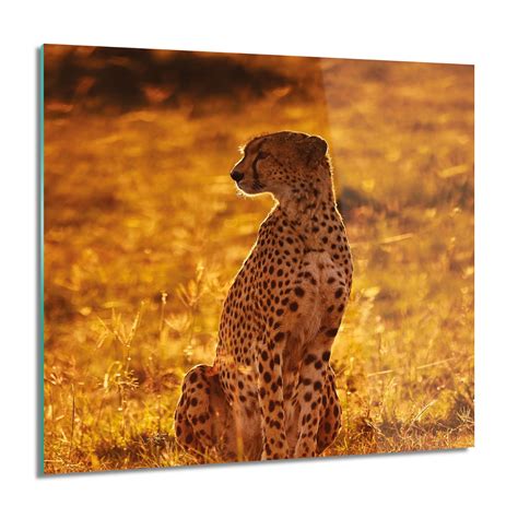 ArtprintCave Gepard natura trawa Foto na szkle na ścianę 60x60 cm