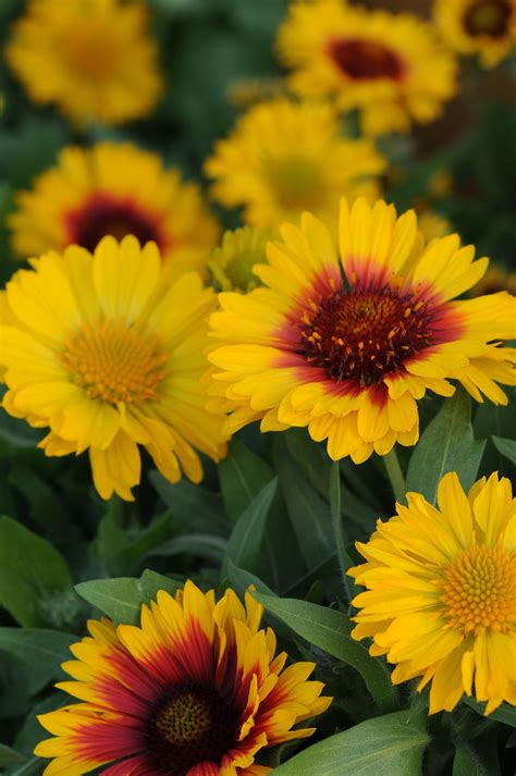 Gaillardia Grandiflora Mesa Bright Bicolour Muller Seeds