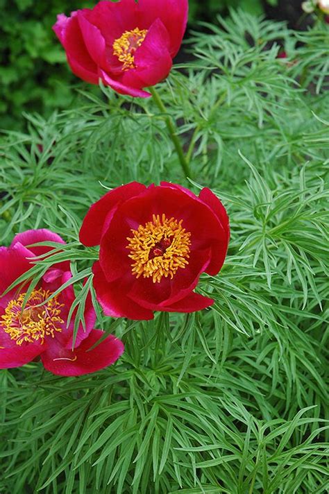 Fernleaf Peony Paeonia Tenuifolia At Gertens Peonies Flowers