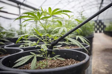 Growing Cannabis 10 Tips For Success With Growing Your Own Weed