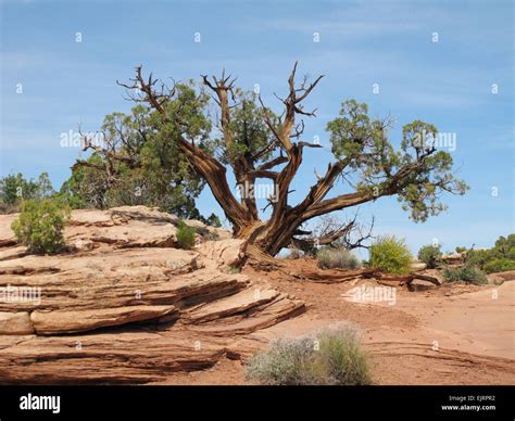 old juniper tree in the desert Stock Photo: 80428070 - Alamy