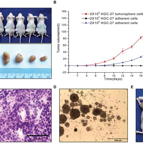 A Subcutaneous Tumor Growth In Nude Mice After Injection Of Hgc Hot