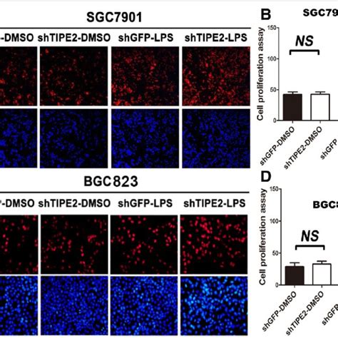 Tipe2 Knockdown Promotes Proliferation Of Gc Cells With Lps Stimulation Download Scientific