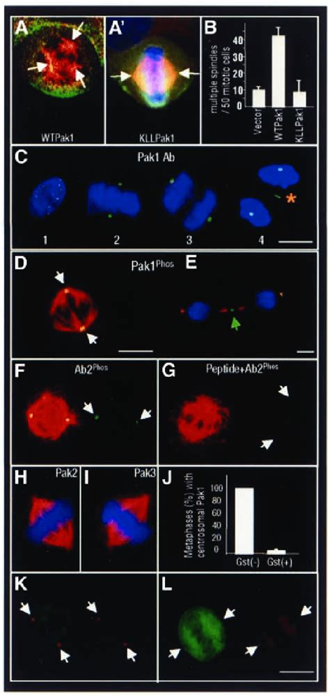 Subcellular Localization Of Pak1 During Mitosis A And A′ Merged