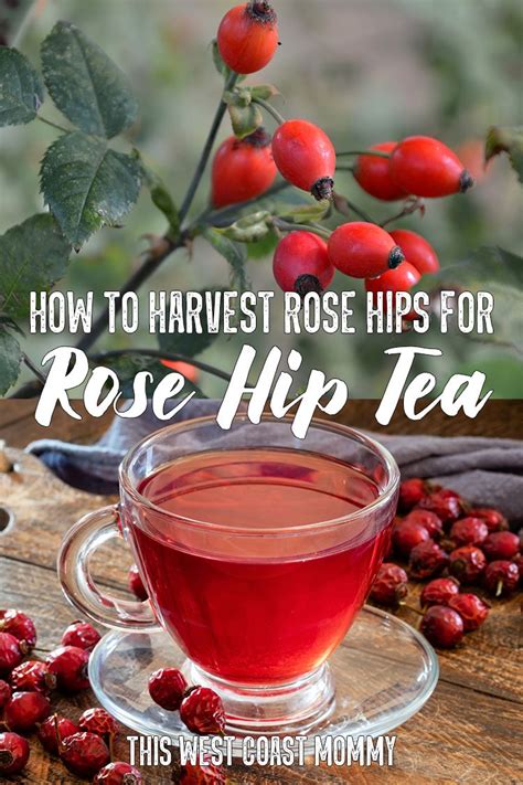 How to Harvest Rose Hips for Delicious and Healthful Rose Hip Tea ...