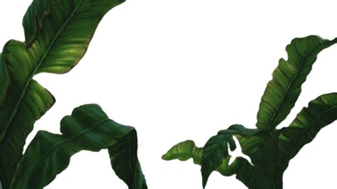 Jungle Leaf Png 2553 Download