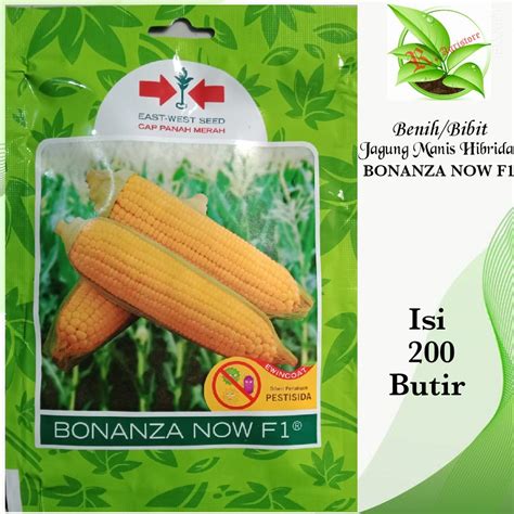 Jual Benih Bibit Jagung Manis BONANZA NOW F1 Isi 200 Butir Benih