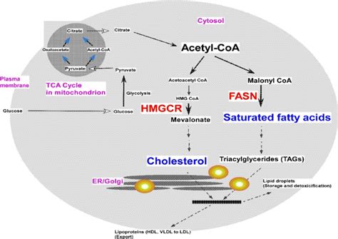 Lipid Metabolism Reprograming As A Target For Cancer