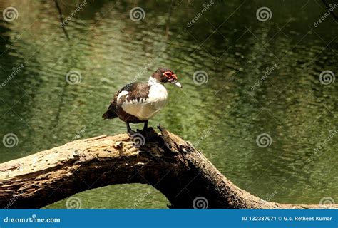 Ornamental ducks of asia stock image. Image of asia - 132387071