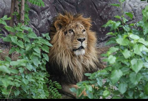 Persian Lion Returns to Iran after 80 Years