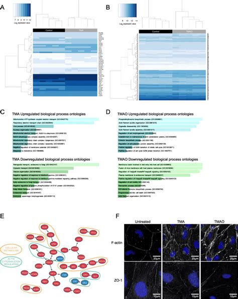 Effects Of Tma And Tmao On Gene Expression In Hcmec D3 Cells A Heatmap Download Scientific