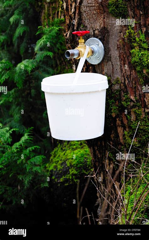 Tapping maple syrup from a maple tree at the British Columbia Forest Discovery Centre in Duncan ...