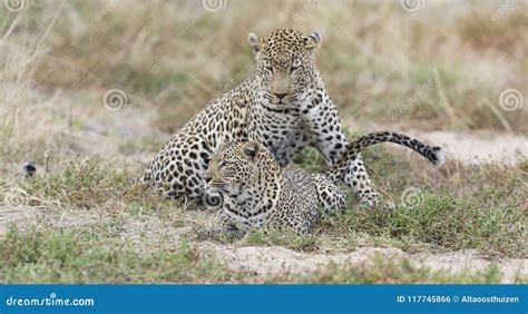 Male and Female Leopard Mating on Grass in Nature Stock Photo - Image ...