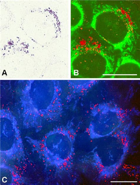 A Bright Field Micrograph Of Hela Cells With Mtt Formazan Deposits