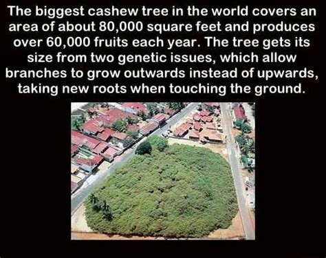 The Biggest Cashew Tree In The World Covers An Area Of About 80 000