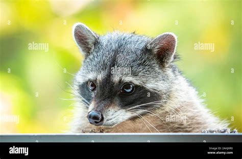 Adorable raccoon portrait close up furry pet face Stock Photo - Alamy