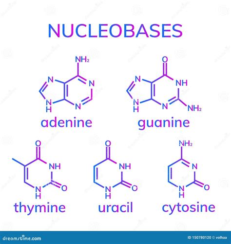 Pyrimidin Und Purin Nucleobases Vektor Abbildung Illustration Von