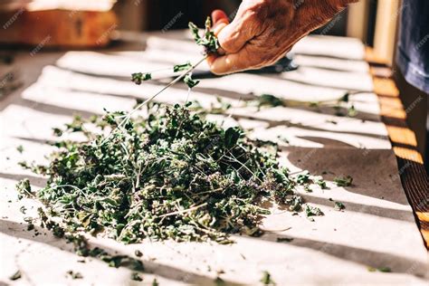 Premium Photo | Collection of natural fresh herbs harvesting thyme