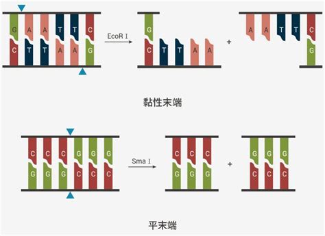 限制性核酸内切酶 MedChemExpress 知乎