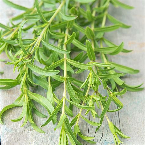 French Tarragon Herb Henry Field S