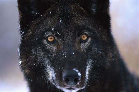 Black Wolves, with Blue Eyes? Or Amber Eyes? Poll Results - Black Wolves - Fanpop