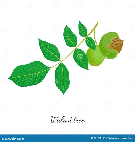 Vector Drawing Branch Of Walnut Tree Stock Vector Illustration Of