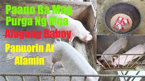 Paano Ba Mag Purga Ng Mga Alagang Baboy Panuorin At Alamin