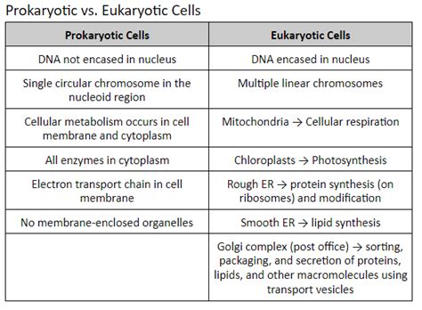 Microbiology Bio 205 Unit 1 Exam Diagram Quizlet