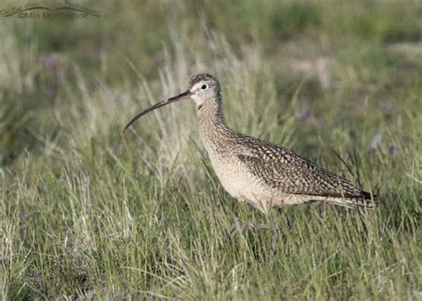 Long Billed Curlew Images Mia McPherson S On The Wing Photography