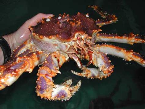 Blue King Crabs